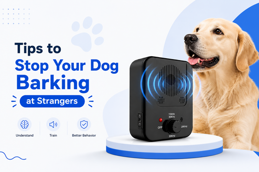 how to get my dog to stop barking at people