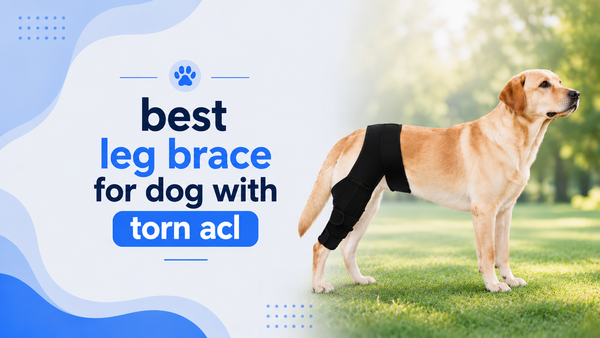 best leg brace for dog with torn acl